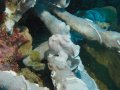 Giant Frogfish